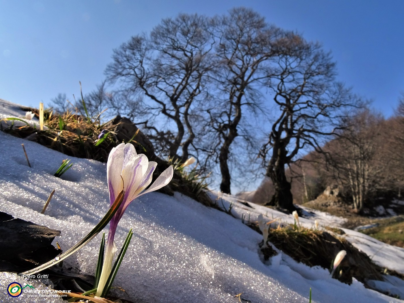 60 Crocus vernus ai Tre Faggi si fanno spazio tra la neve.JPG